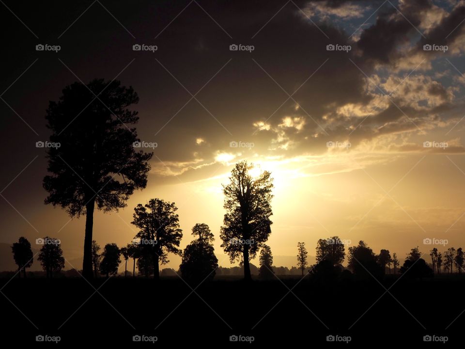 The golden sunset creates dark silhouettes as it sets behind the tall trees in a field