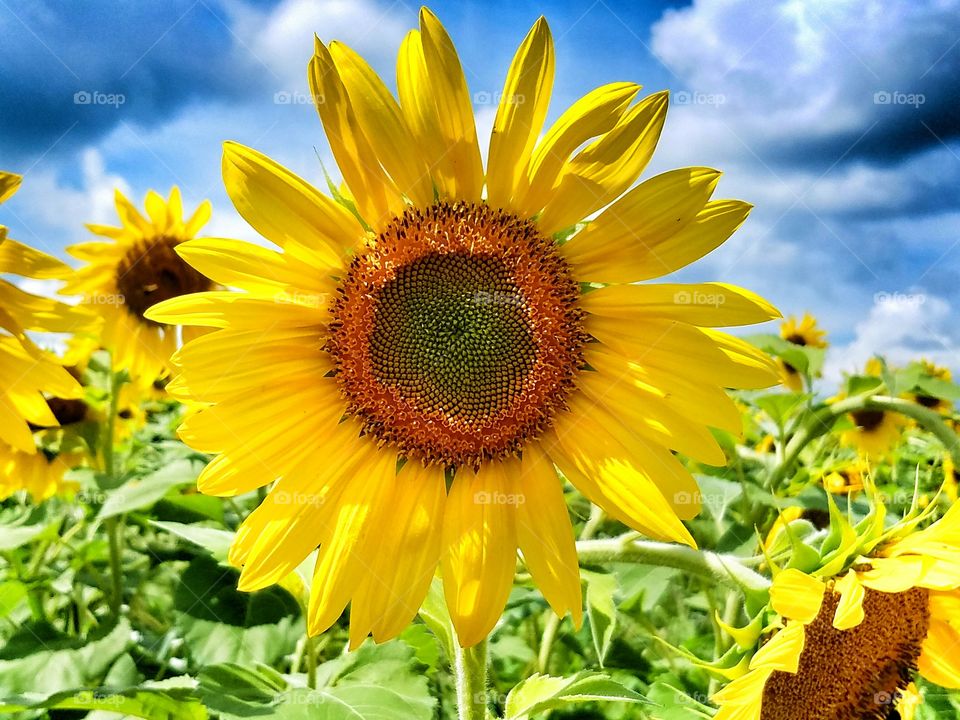 Sunflower field against cloudy sky