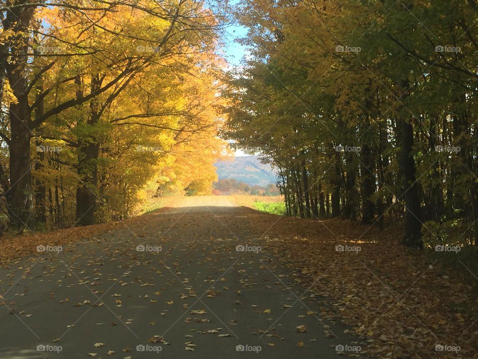 Journey down an autumn road