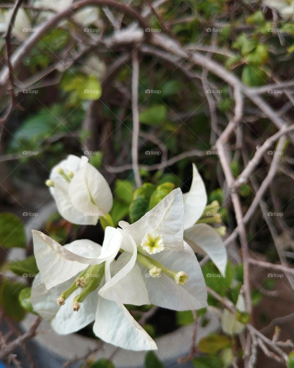 White flower on the park