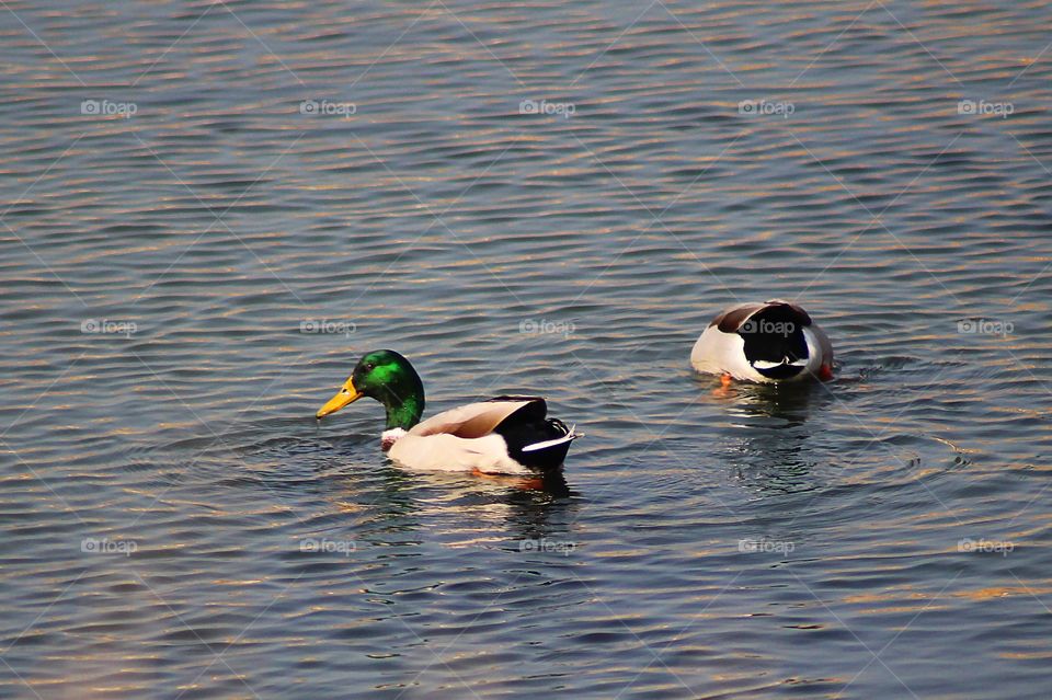 The Mallards