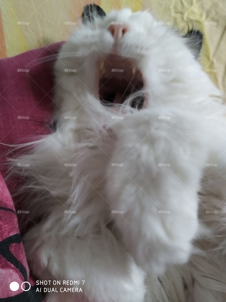 Поющий кот-радость в доме 😃