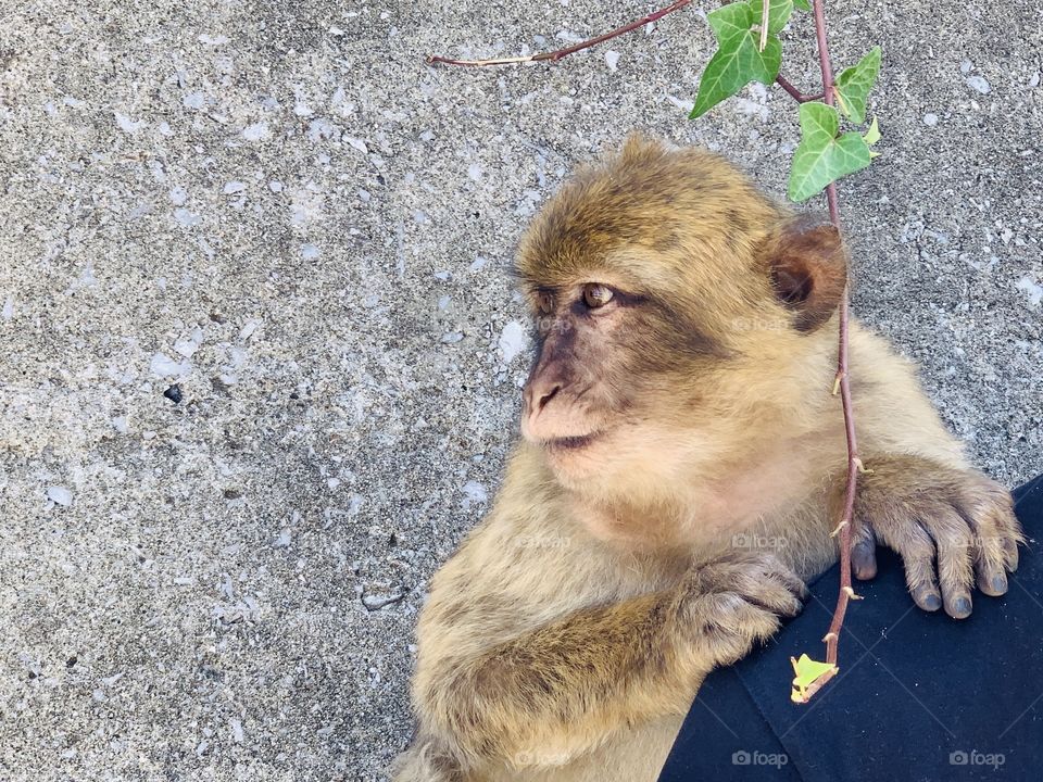 Barbary macaque