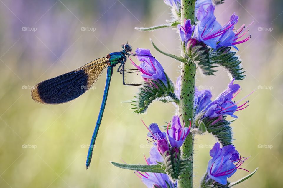 Calopteryx splendens