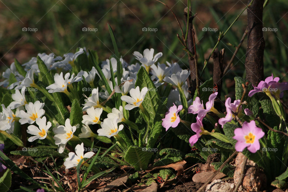 garden early spring flowers