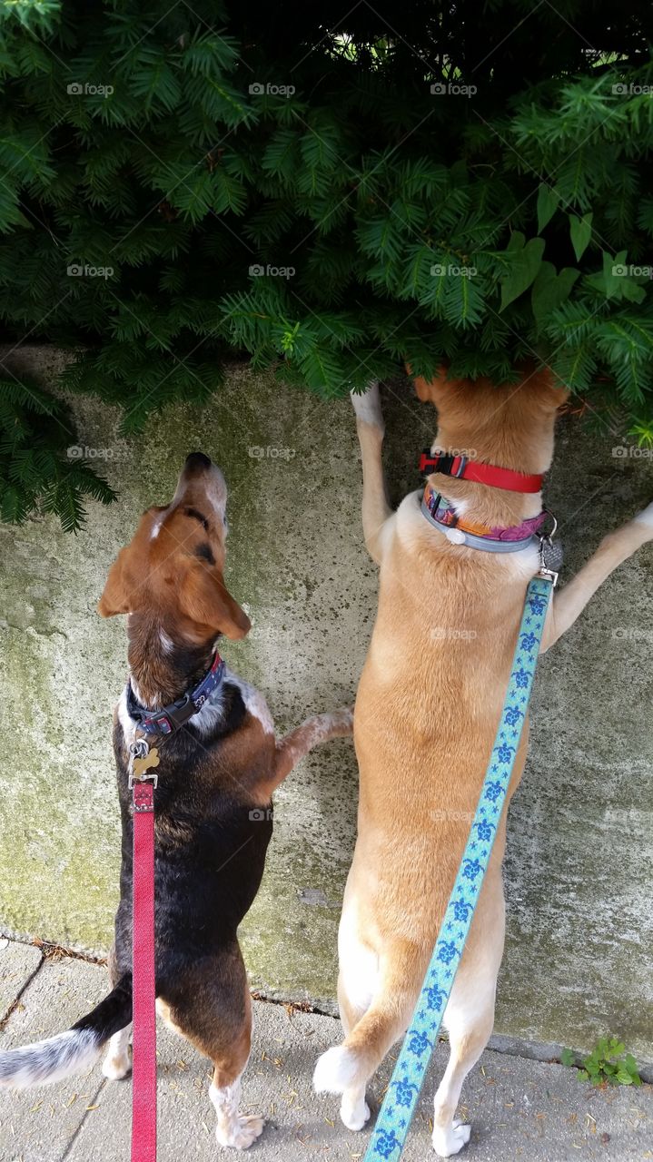 Teamwork. Brother and sister helping each other find the cat in the bush.