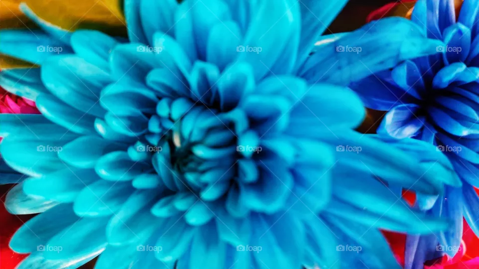 Blue flower,nature,reflection,landscape,summer,colorful,botany,spring,plant,blossom,floral,garden,petal,flower,decoration,love,romance