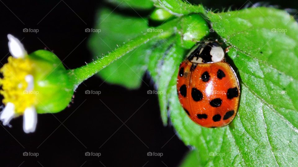 Lady bug on leaf