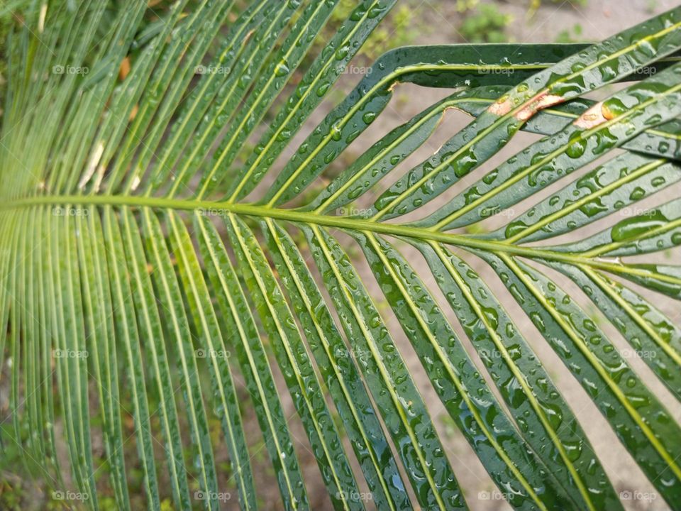 Rain drops on beautiful green coconut leaves