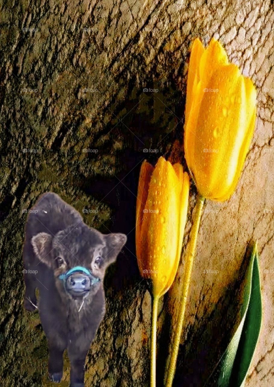 A most beautiful and attractive flowers.