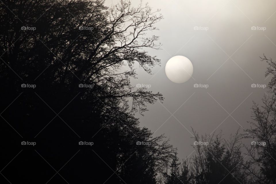Silhouette of trees at night