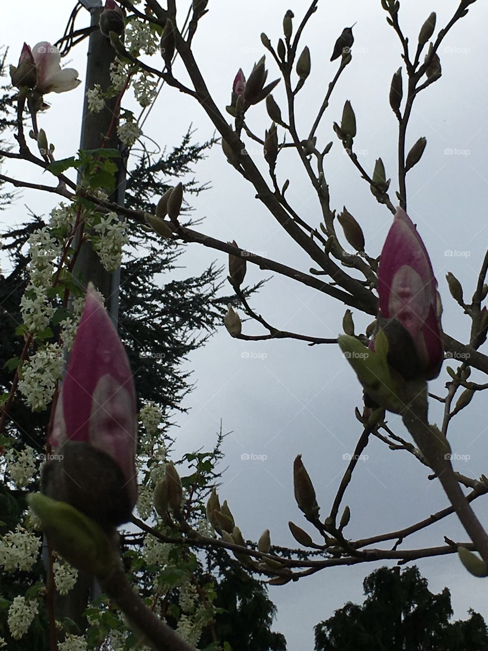 Hummingbird on top of a magnolia tree