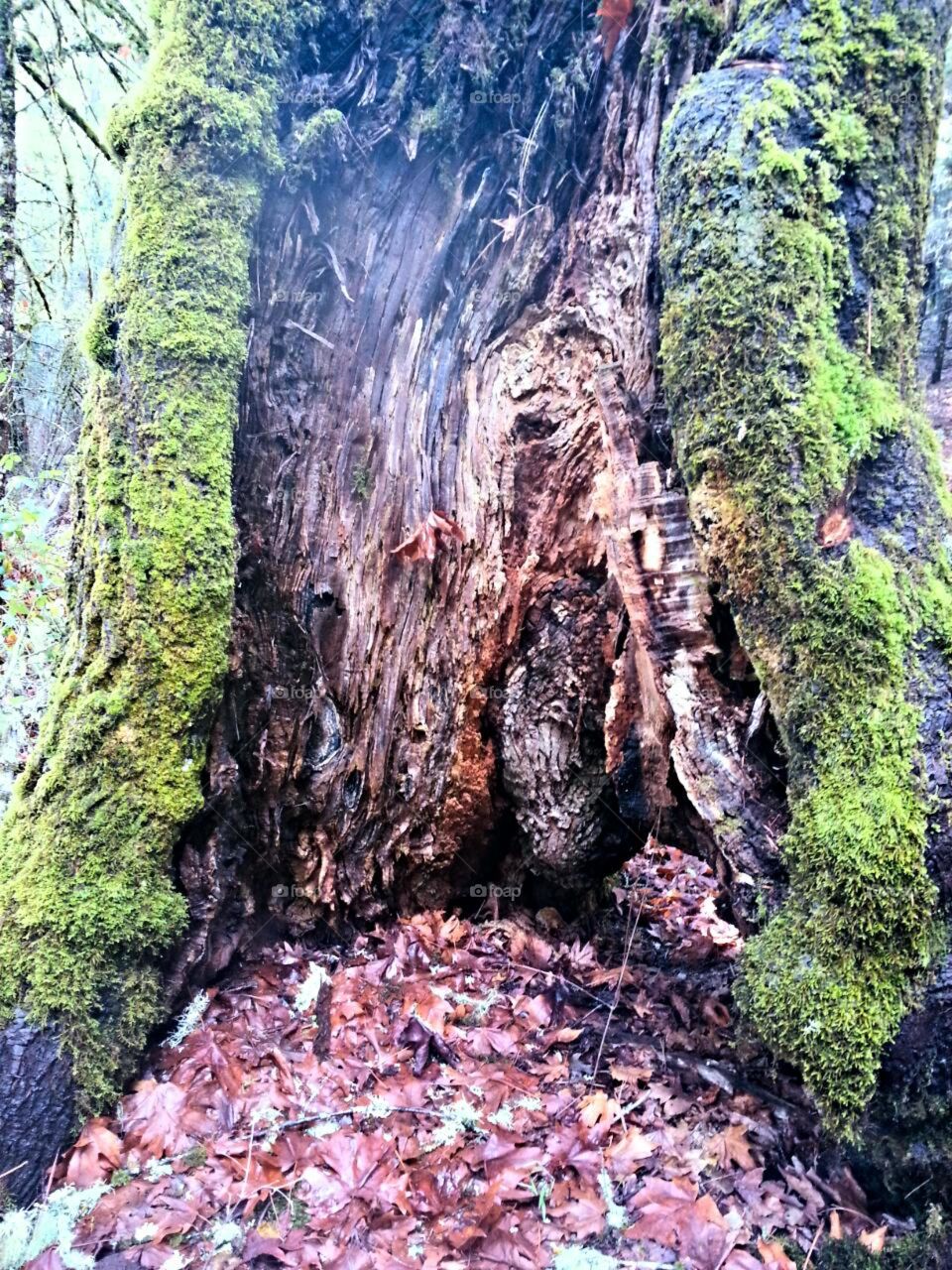 tree trunk
