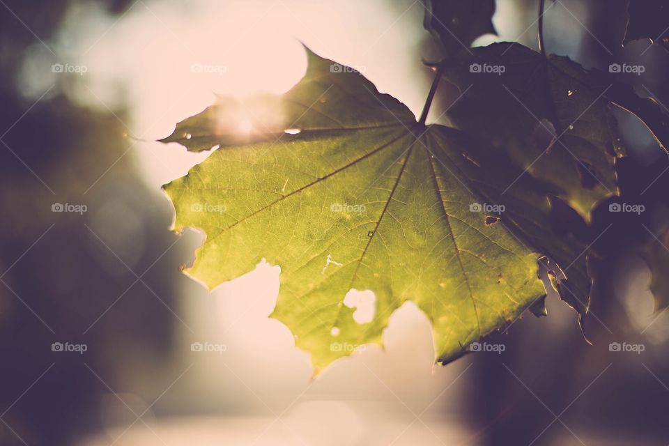 Autumn leaf. Autumn leaf in sunset