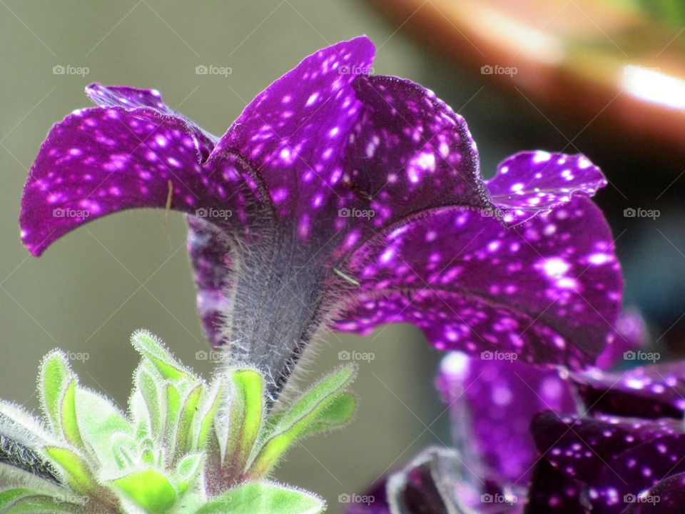 Petunia night sky