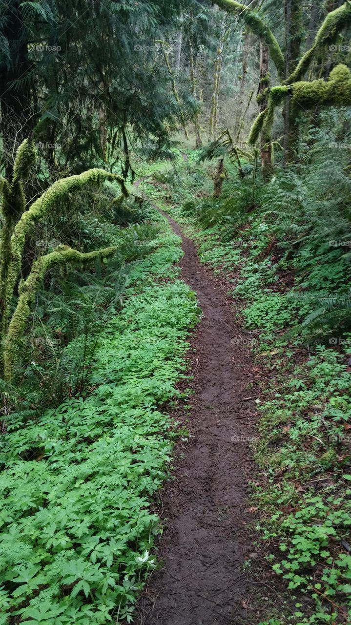 Follow The Trail. i took this photo while running in the Vortex Half Marathon in Estacada, Oregon.
