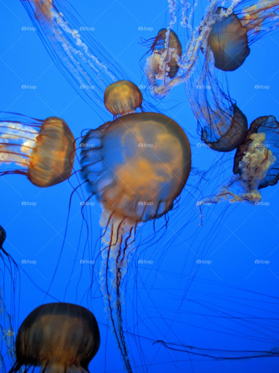 the jellies