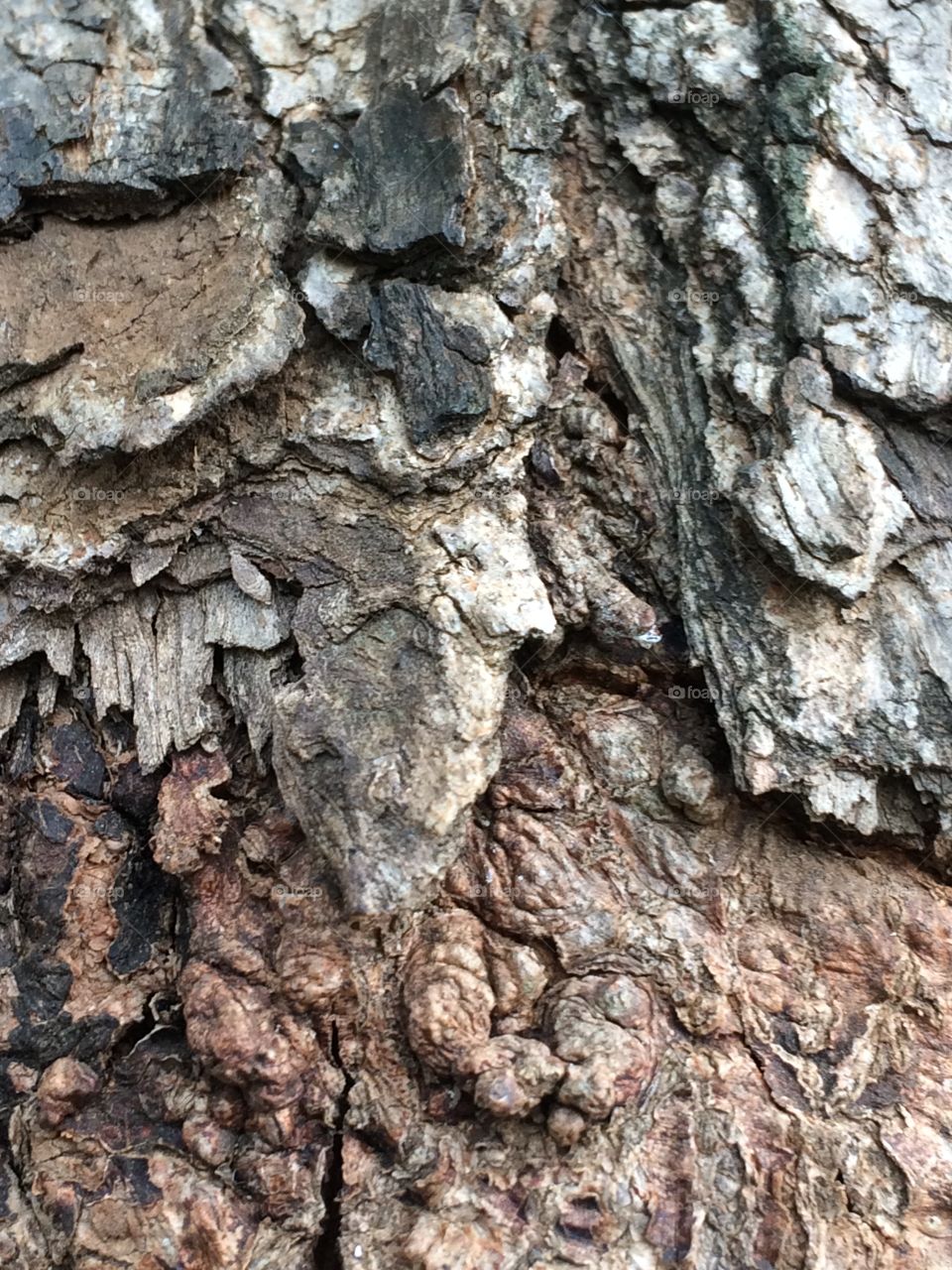 wooden tree