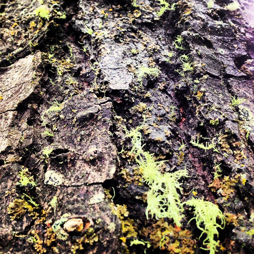 Tree bark