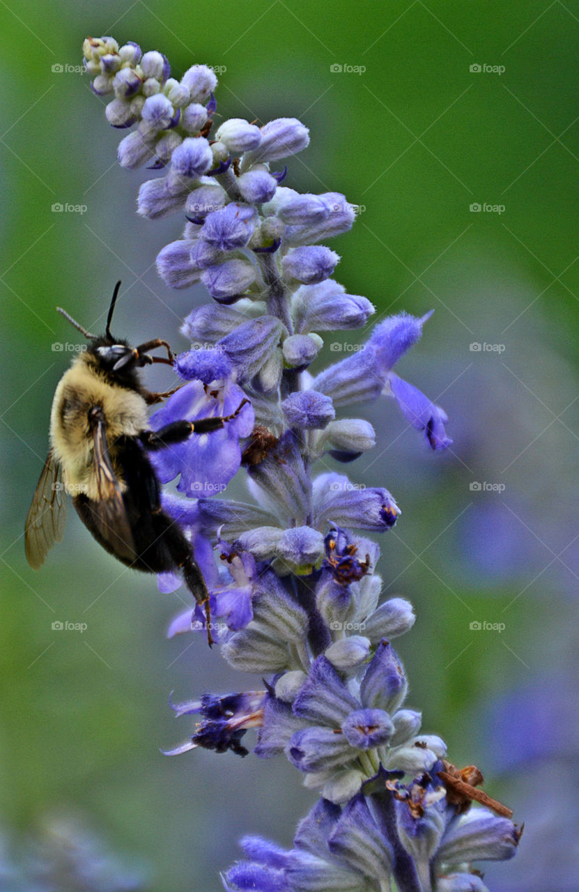 Flora and Fauna of 2019 - Yellow Bumblebee is pollinating other plants by extracting sugar and pollen from the purple flowers