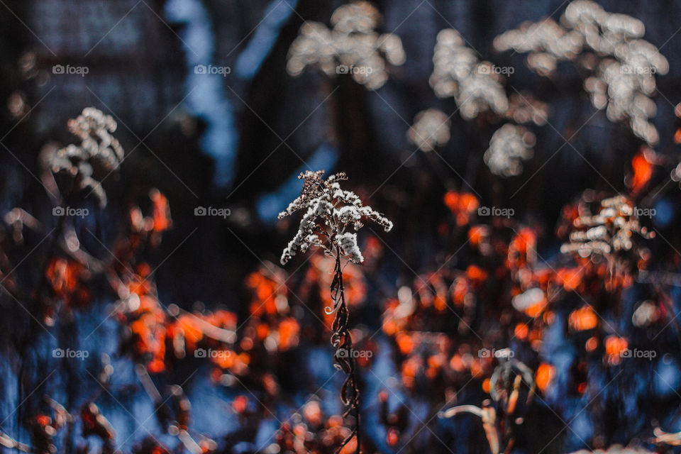 dry autumn flowers