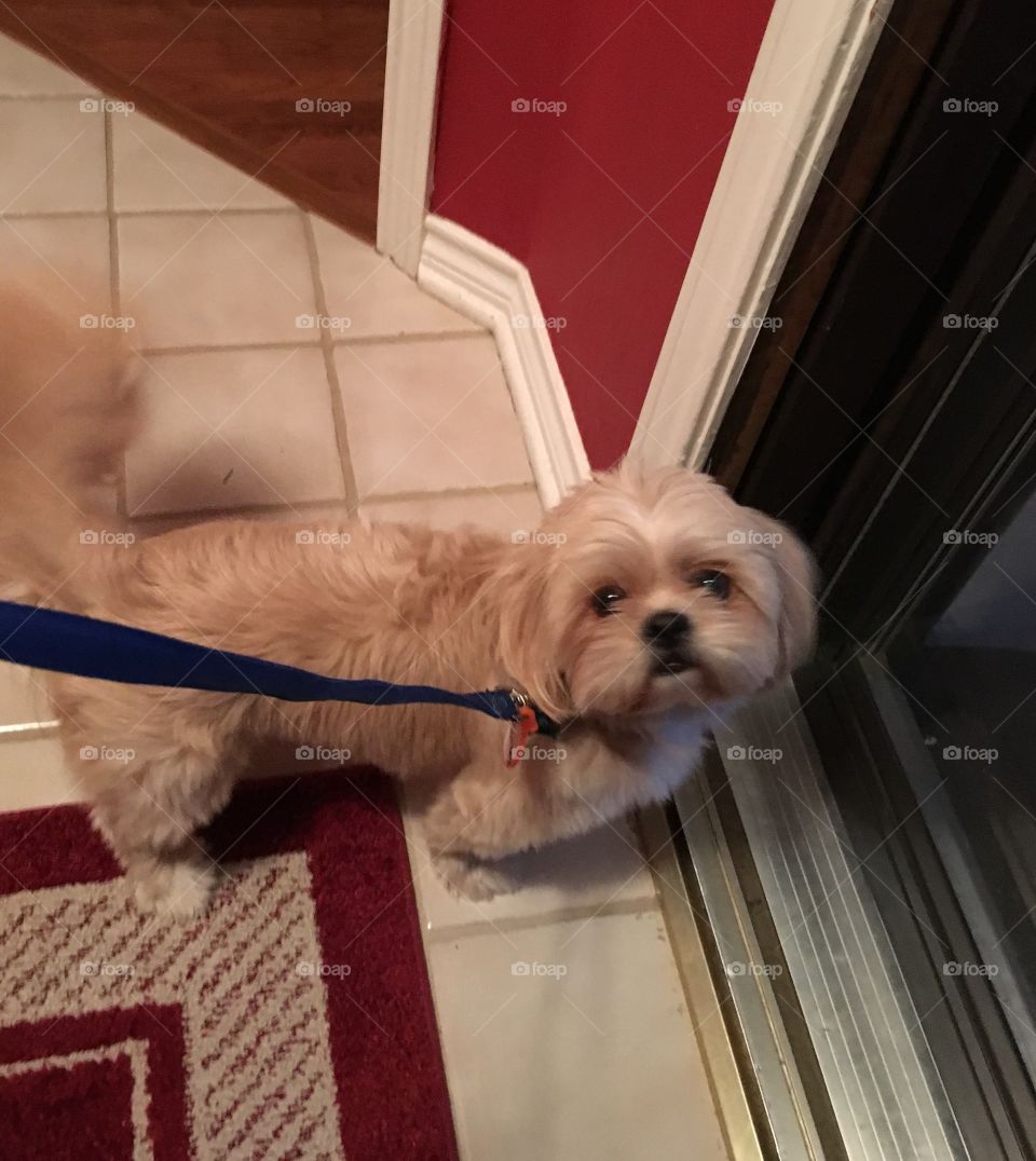 Barney's Anticipation