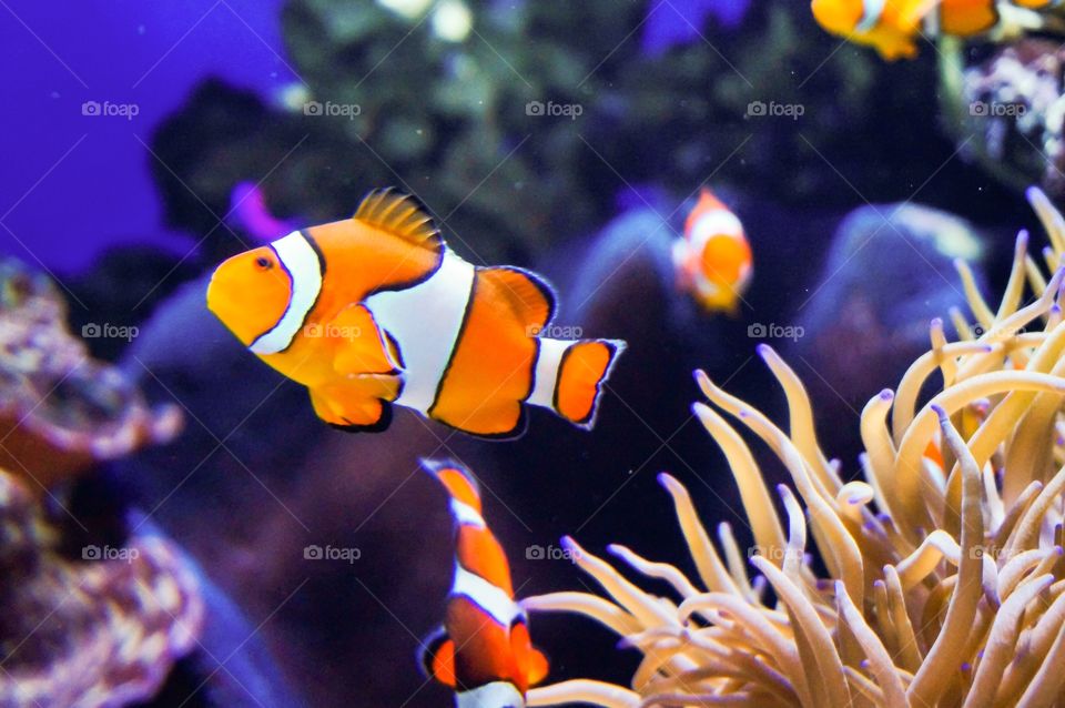 Clown fishes in aquarium 