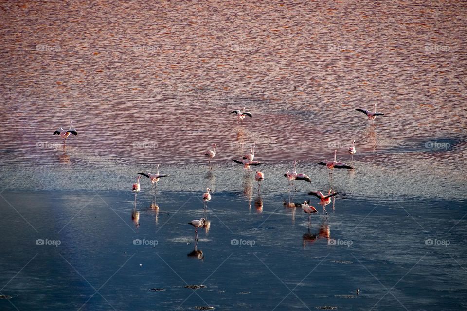 Flamingos