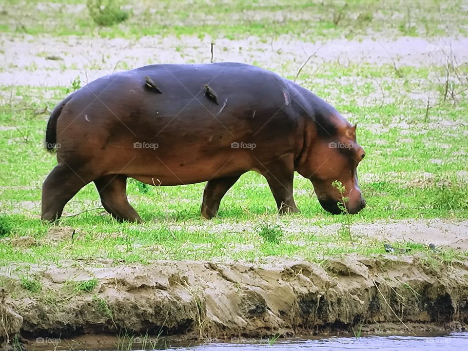 African Hippopotamus 