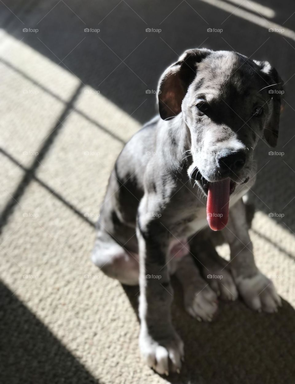 Puppy showing off his long tongue in window light