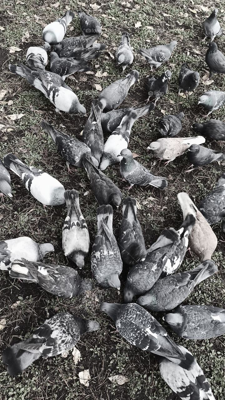 black and white photo of birds