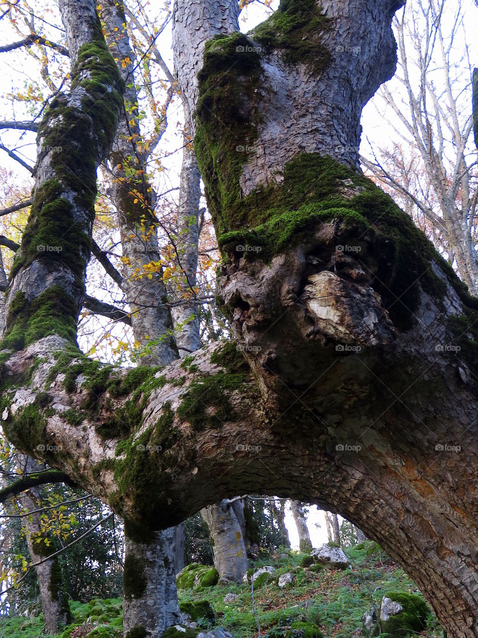 old trunk in the woods