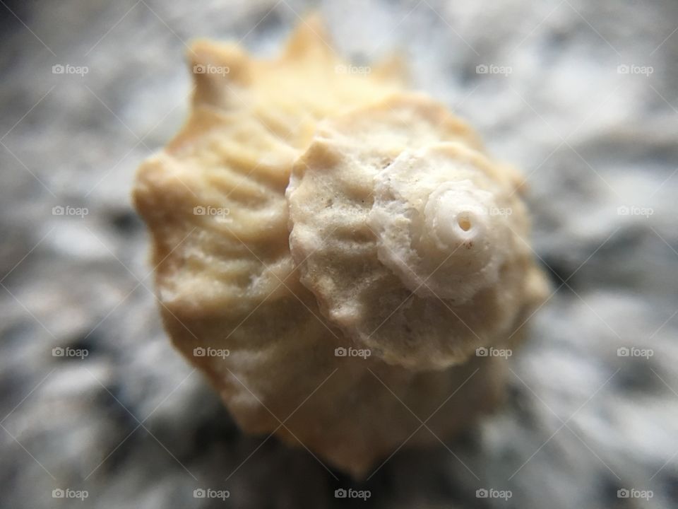 Tiny seashell close up