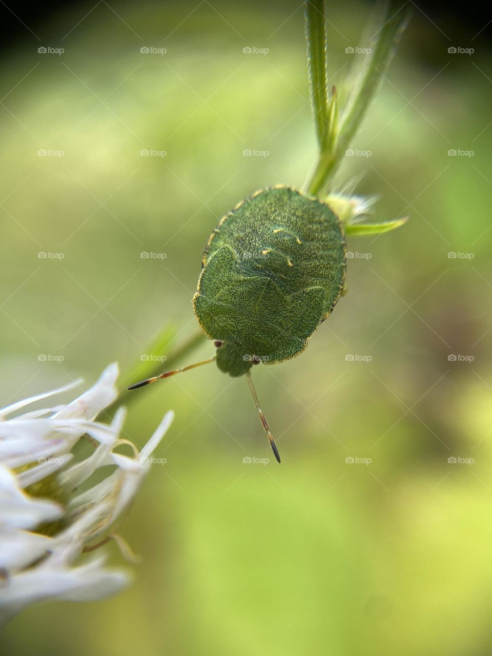 Green stink Bug 