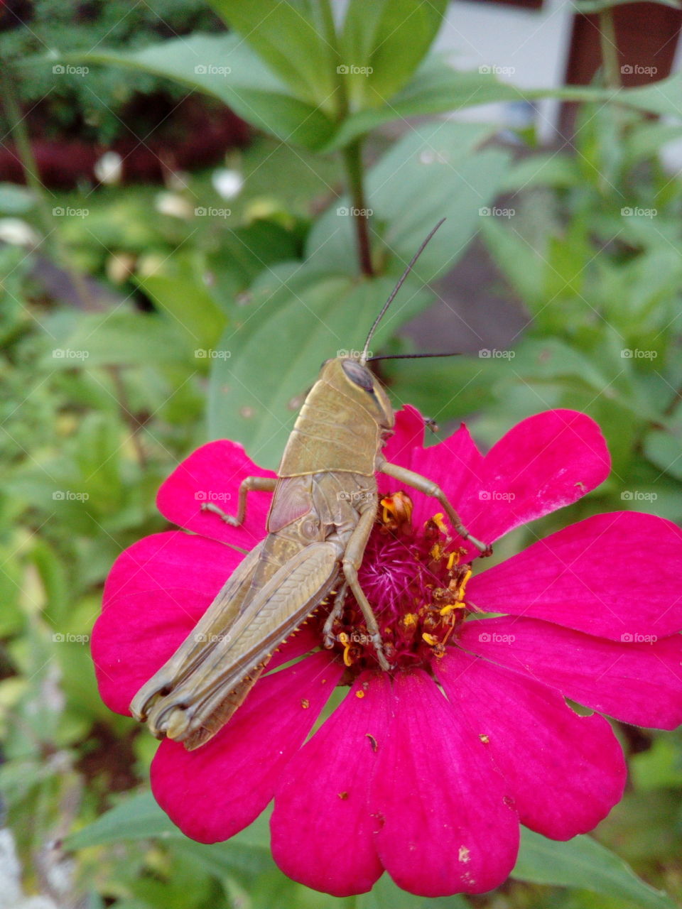 Grasshopper on a Flower