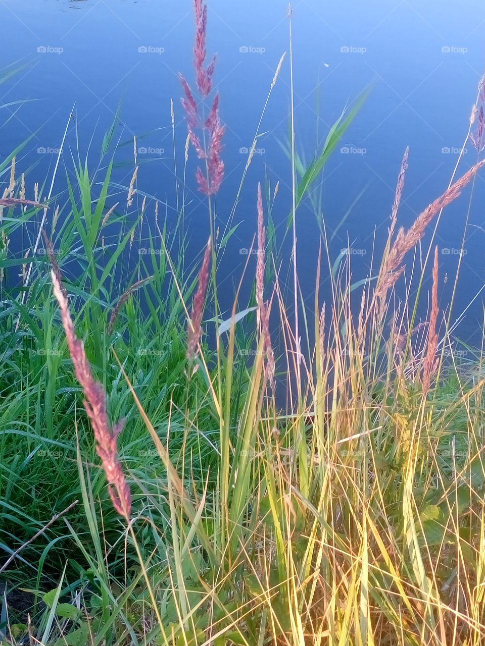 polish nature,  rushes at the river