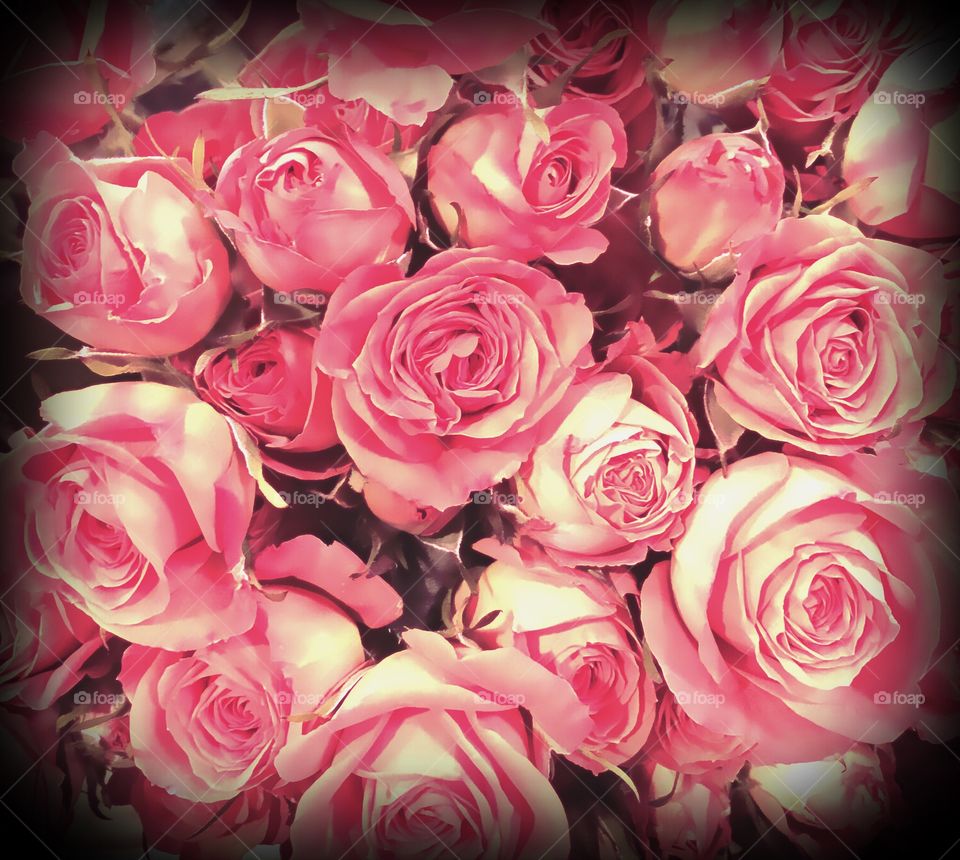 Pink roses
