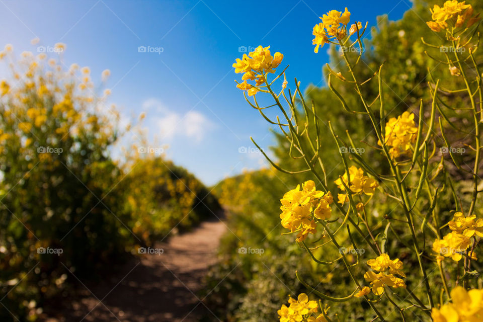 Wildflowers blooming