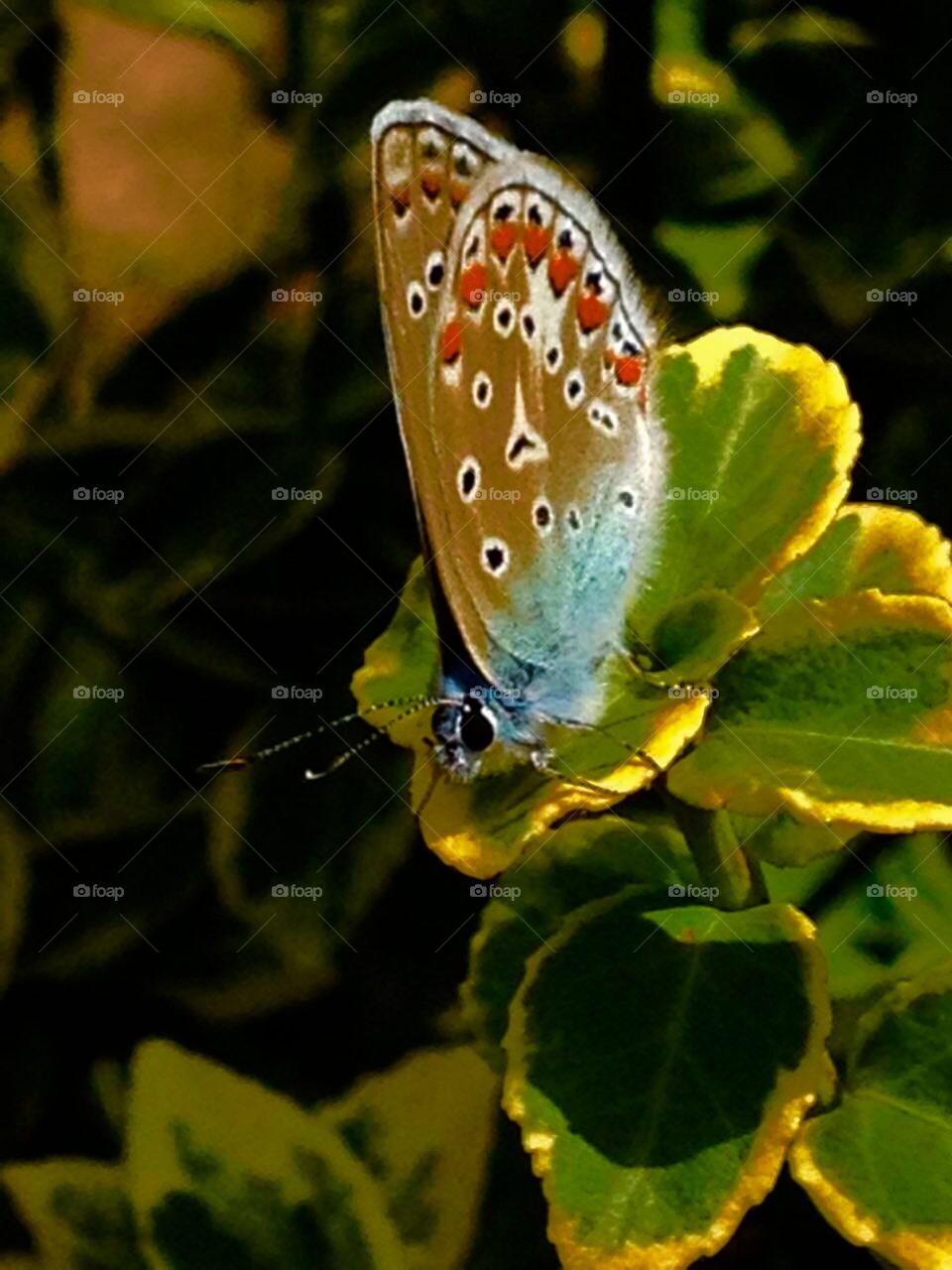 Butterfly