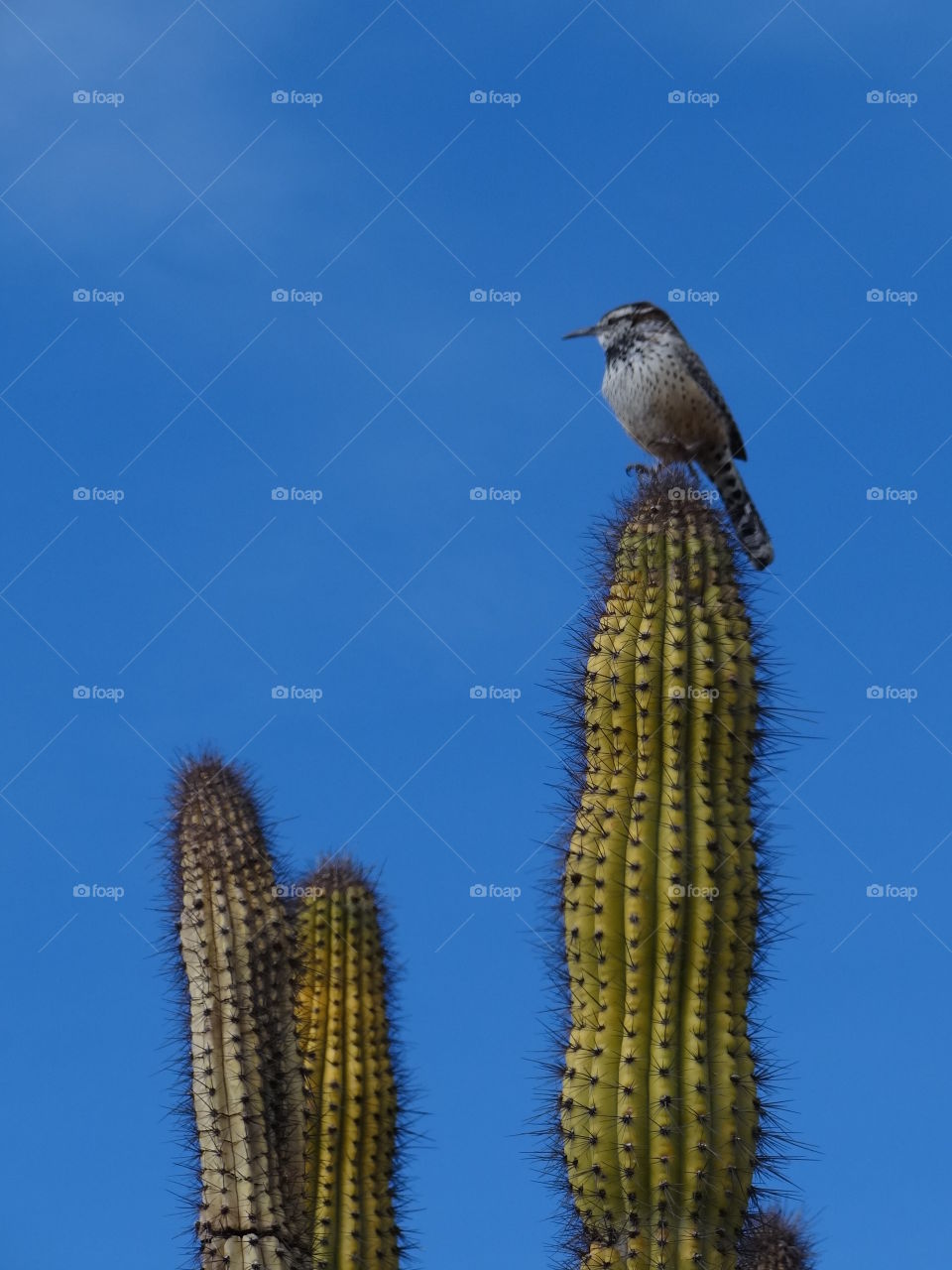 Cactus wren on top of  Saguaro. Was in Saguaro National Park and heard chirping up above, looked up to see this little when atop a giant saguaro cactus.