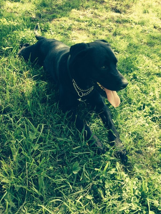 Dog