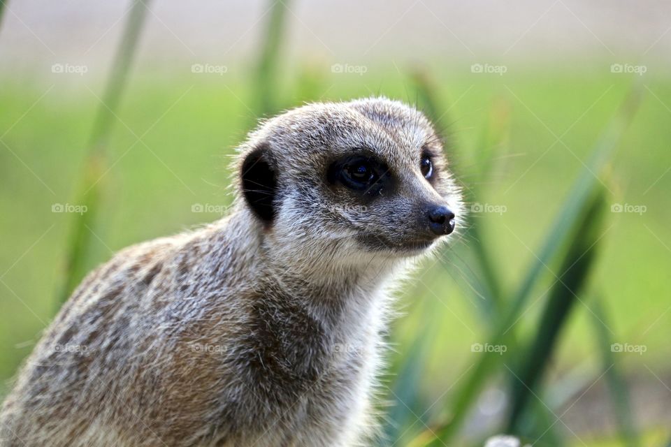 South African Meerkat head shot and partial body, also known as Suricate, mongoose family, closeup