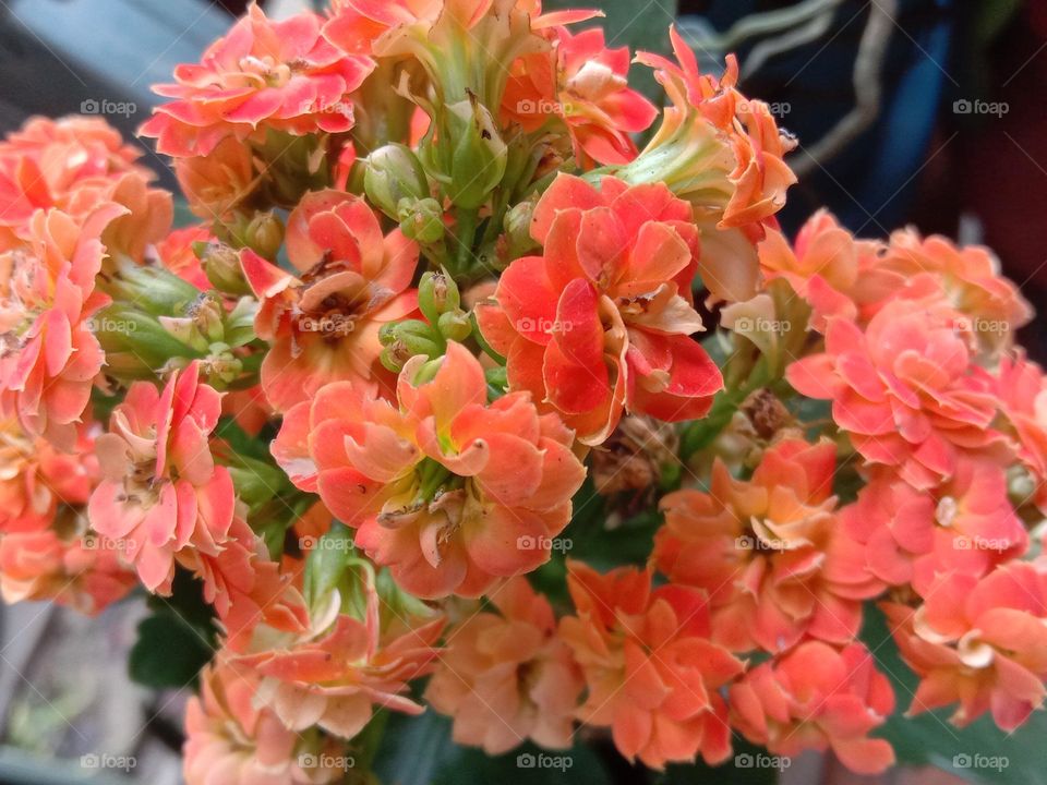 Flowers don’t tell, they show