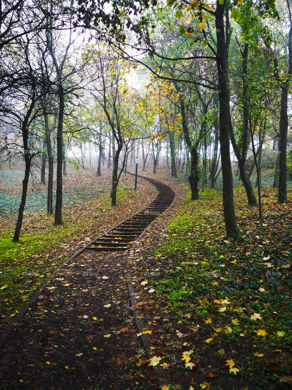 fallen leaves in forest path