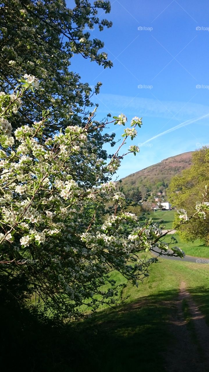 may blossom and hills