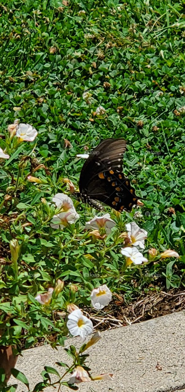 Butterful Visit 🦋