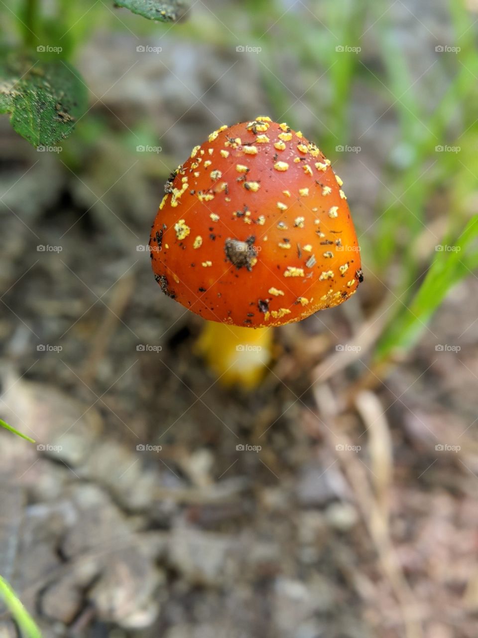 wild mushroom in the woods