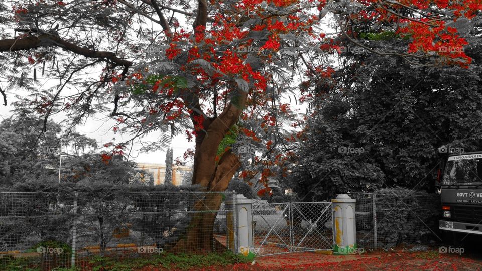 red flower tree maple leaves