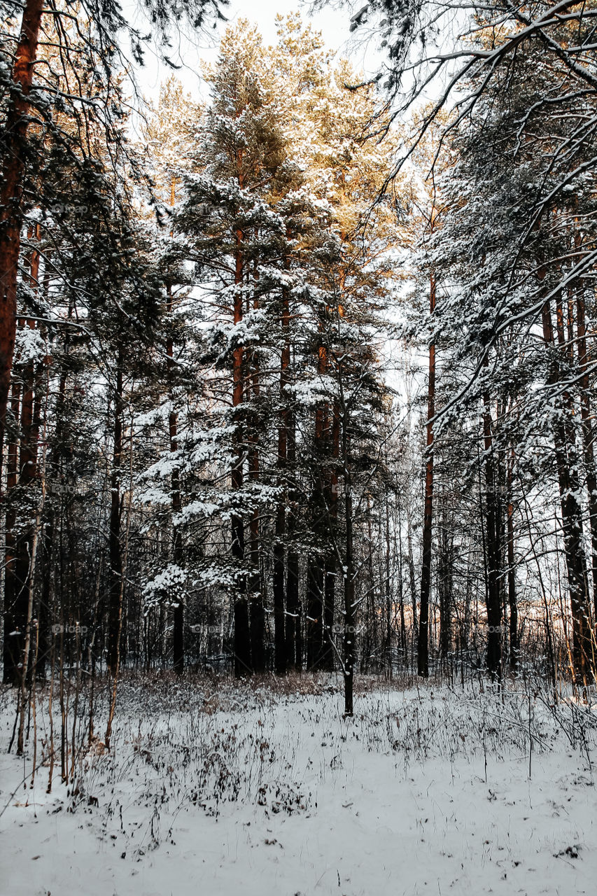 Silence and Peace of the Forest