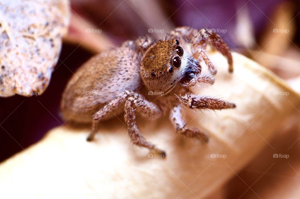 invertebrate